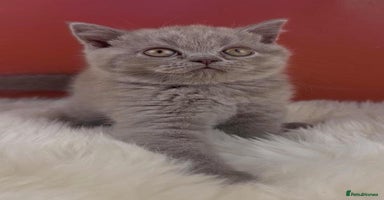 British Shorthair cats - Advert 11