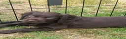 Cocker Spaniel dogs for sale: Working cocker spaniel  in Maldon - Advert 10