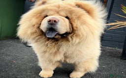 Chow Chow dogs for stud: Top Rainbow producer champion choc&blue carrier  in Cheltenham - Image 22