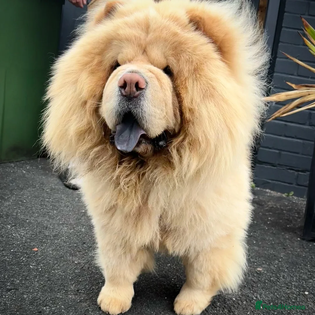 Chow Chow dogs for stud: Top Rainbow producer champion choc&blue carrier  in Cheltenham - Advert 22