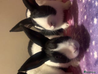 Dutch rabbits ‼️3 pure bred Dutch brothers ready now‼️ - Advert 6