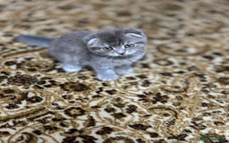 Scottish Fold cats for sale: Pure Scottish kittens in hull - Image 4