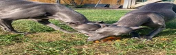 Whippet dogs for sale: Beautiful blue/brindle Whippets  - Advert 2
