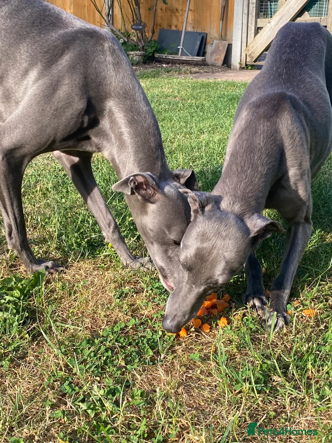 Whippet dogs for sale: Beautiful blue/brindle Whippets  - Advert 2