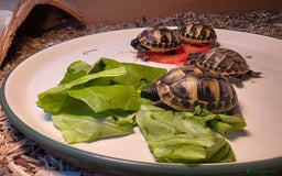 Hermann Tortoise reptiles for sale: Uk bred Hermann’s Tortoise Hatchlings - Image 9