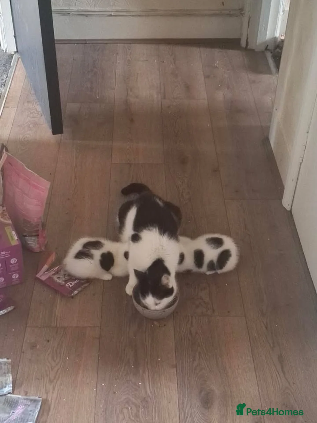 Mixed Breed cats for sale: Tina & Nina Looking for a Loving Home - Advert 5