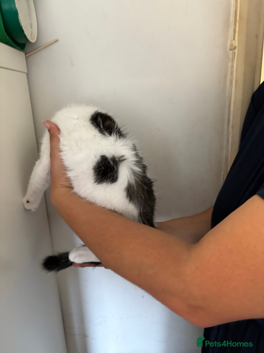 British Shorthair cats for sale: Brother and sister looking for a forever home - Image 4