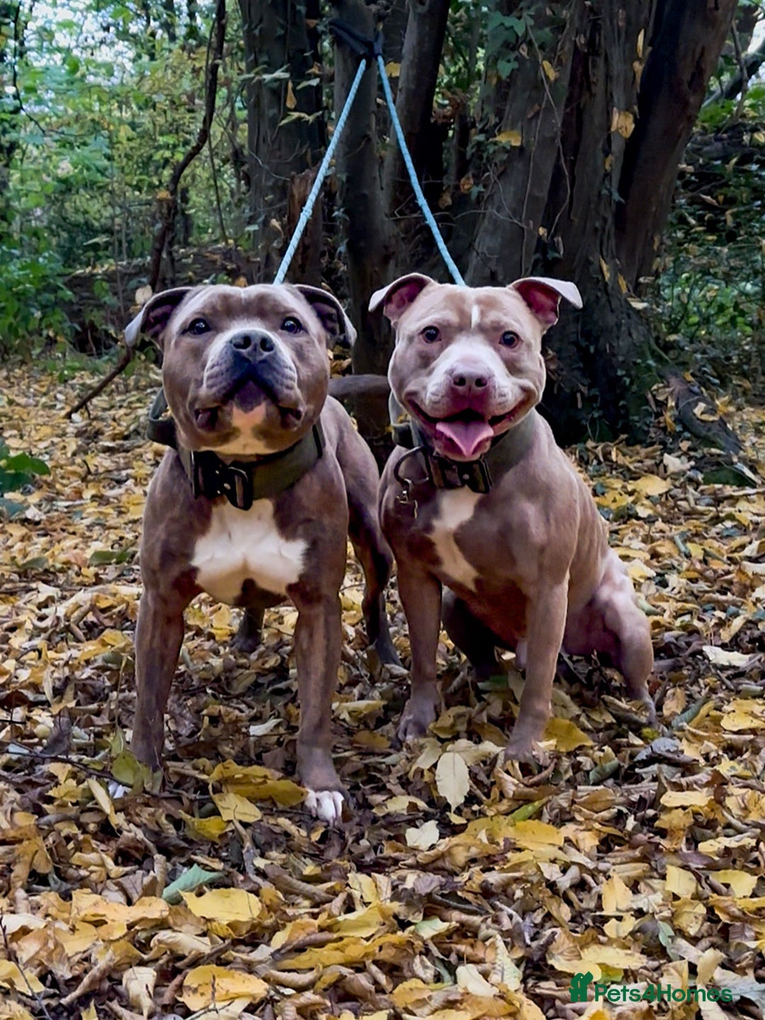 Staffordshire Bull Terrier dogs for stud: Amazing Staffordshire Bull Terrier for Stud   - Advert 10