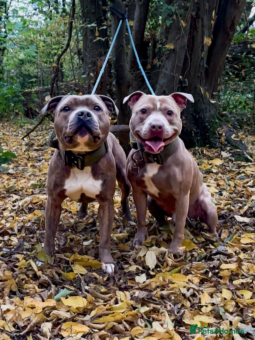 Staffordshire Bull Terrier dogs for stud: Amazing Staffordshire Bull Terrier for Stud   - Advert 10