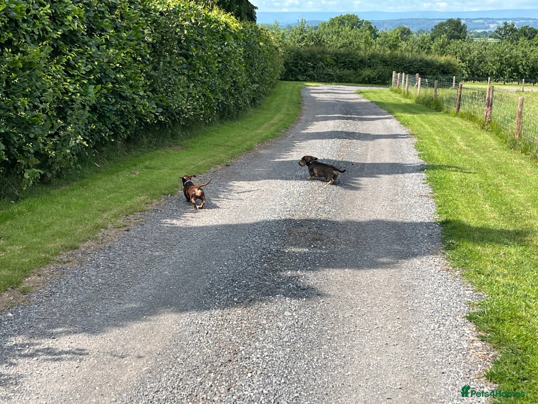 Miniature Dachshund dogs for stud: Looking for wife! Mini Wirehaired Dachshund - Image 24