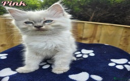 Ragdoll cats for sale: 🤍 STUNNING GCCF REGISTERED RAGDOLL KITTENS 🤍🤍 - Image 12
