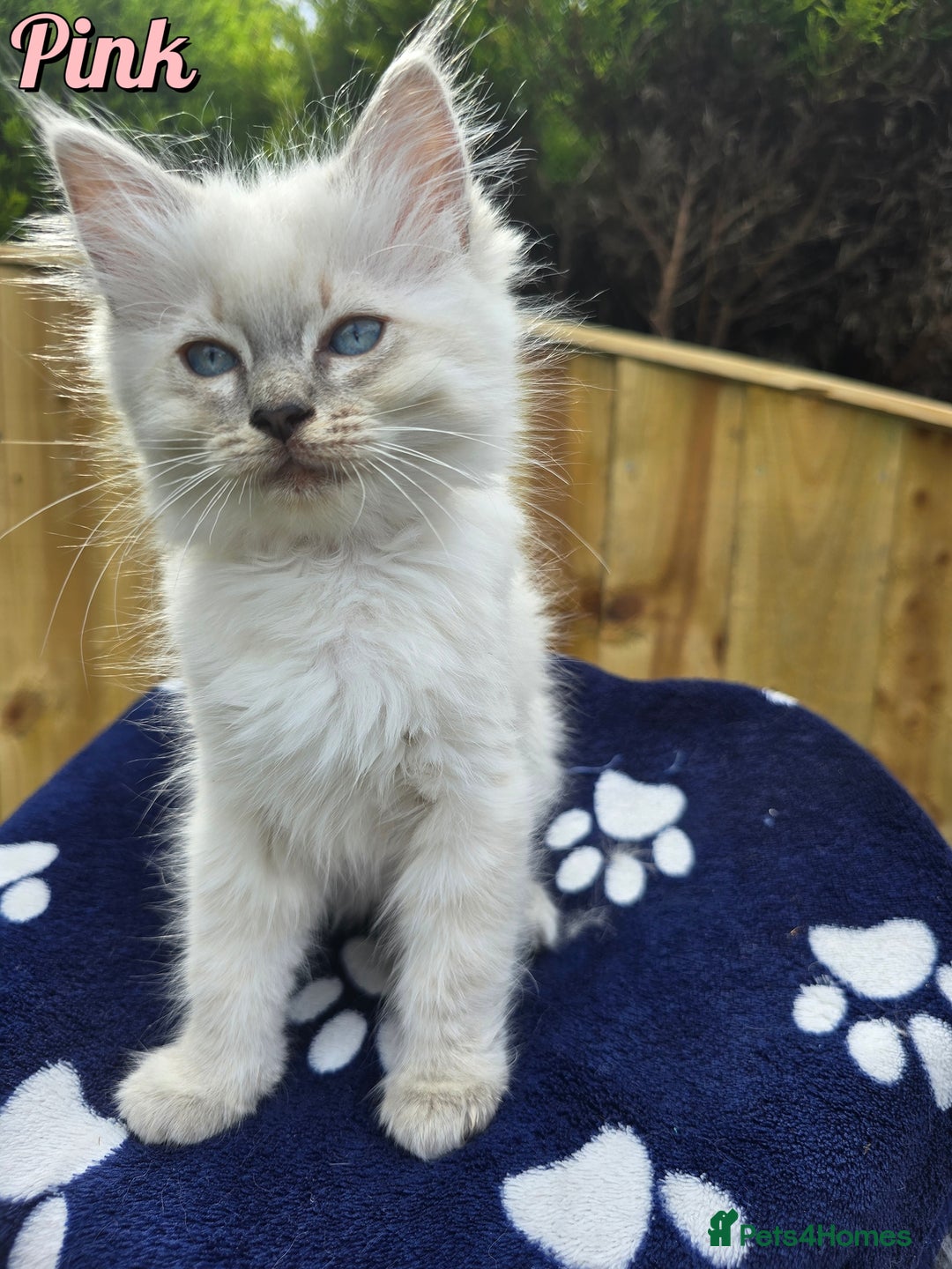 Ragdoll cats for sale: 🤍 STUNNING GCCF REGISTERED RAGDOLL KITTENS 🤍🤍 - Image 12