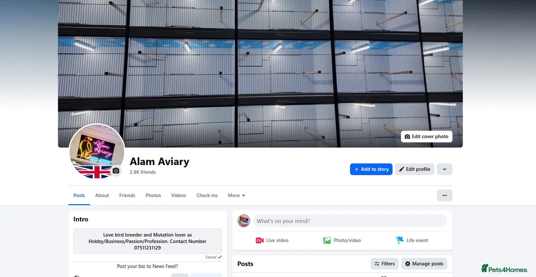 Lovebirds birds for sale: Mutation Lovebirds for Sale - Advert 14