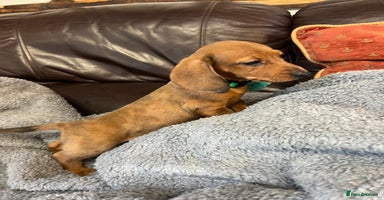 Dachshund dogs - Advert 1