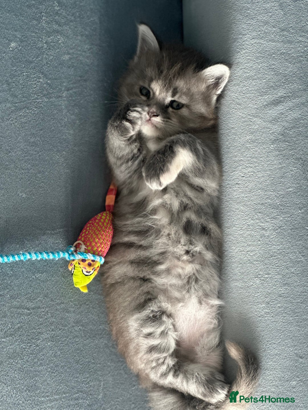 Maine Coon cats for sale: Main Coon  - Advert 4