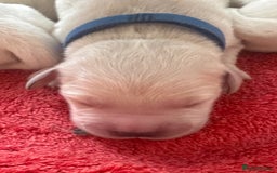 Golden Retriever dogs for sale: KC English Cream Golden Retriver puppy’s  in Sleaford - Image 12