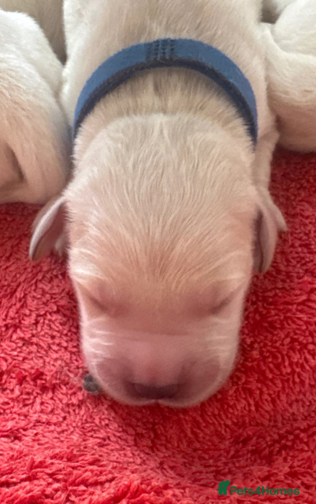 Golden Retriever dogs for sale: KC English Cream Golden Retriver puppy’s  in Sleaford - Image 12