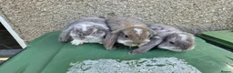 French Lop rabbits for sale: Stunning French lops for sale  - Advert 10