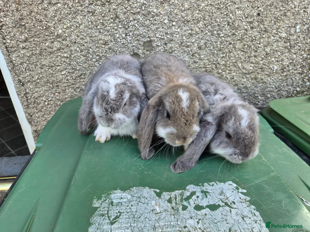French Lop rabbits for sale: Stunning French lops for sale  - Advert 10