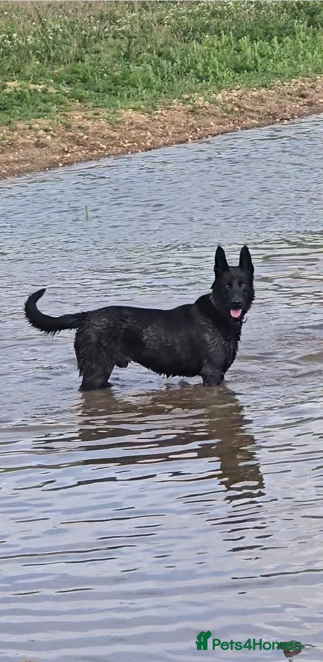 Belgian Shepherd Dog dogs for sale: Belgian malinois puppies in Dorchester - Advert 2