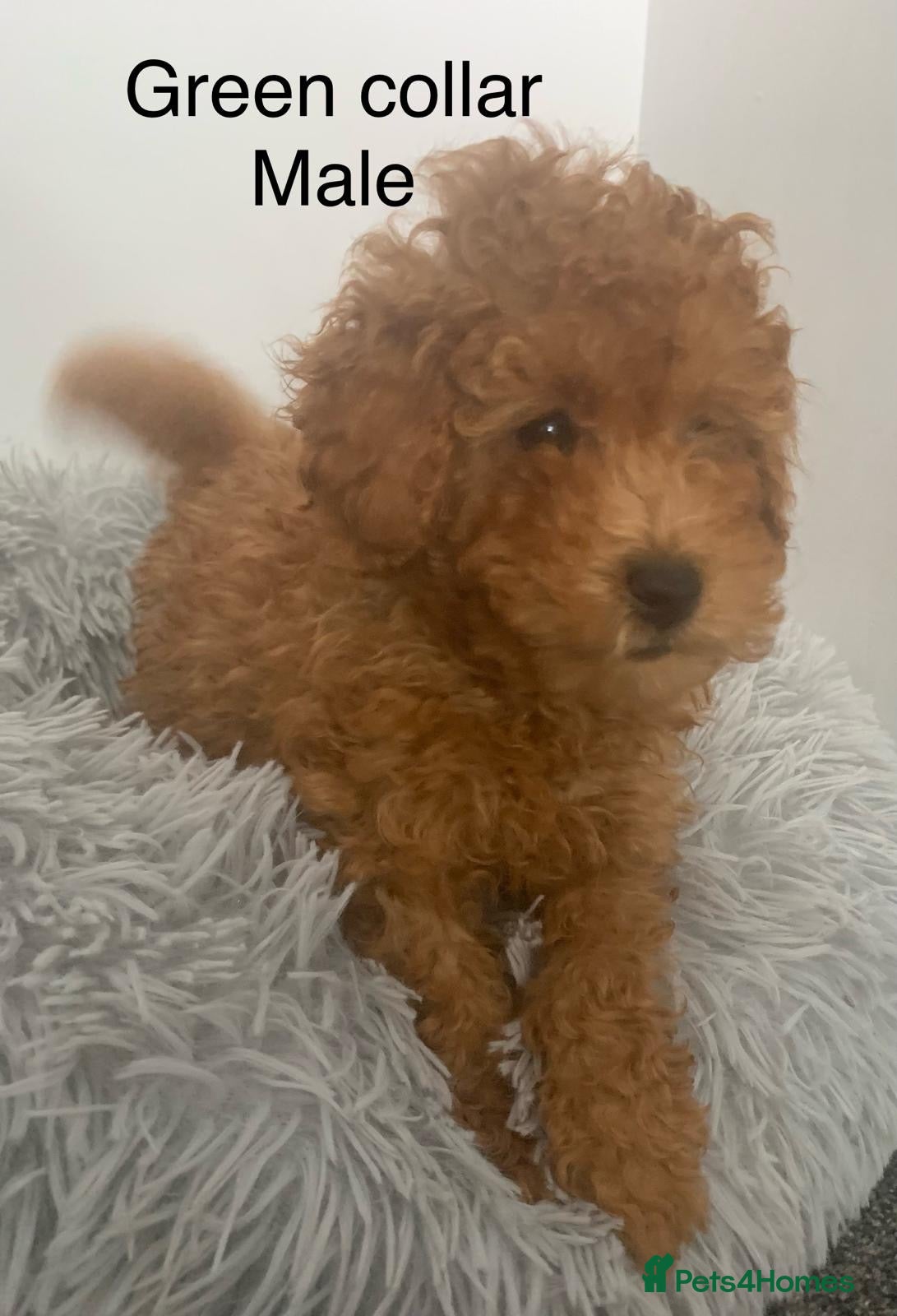 Toy Poodle dogs Fully health tested Deep Red Toy poodle puppies  - Advert 2