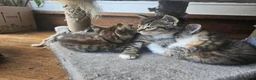 Mixed Breed cats for sale: Mix ragdoll kittens for sale  - Advert 10