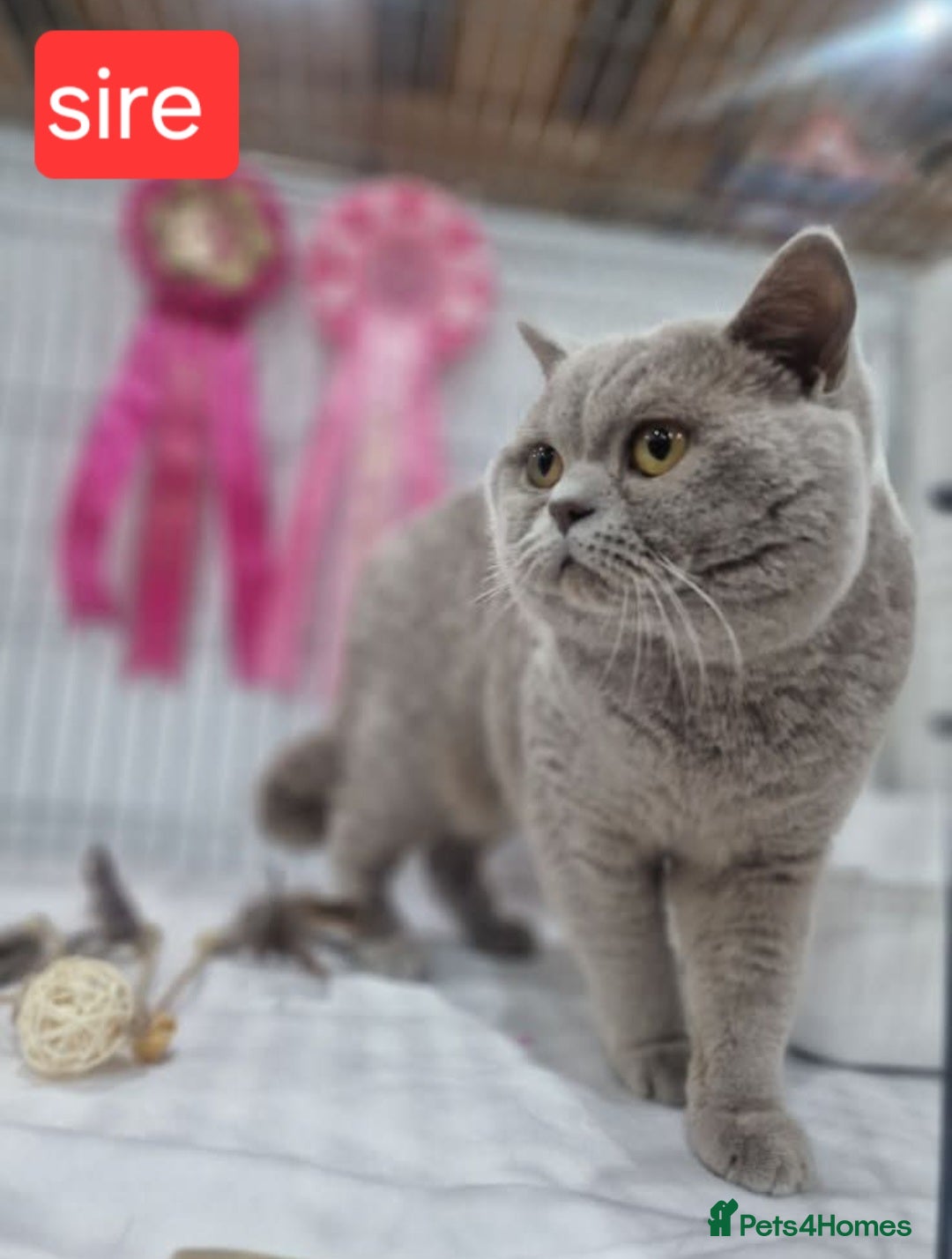 British Shorthair cats for sale: Chunky champion Gccf british shorthair kittens in Bradford - Advert 7