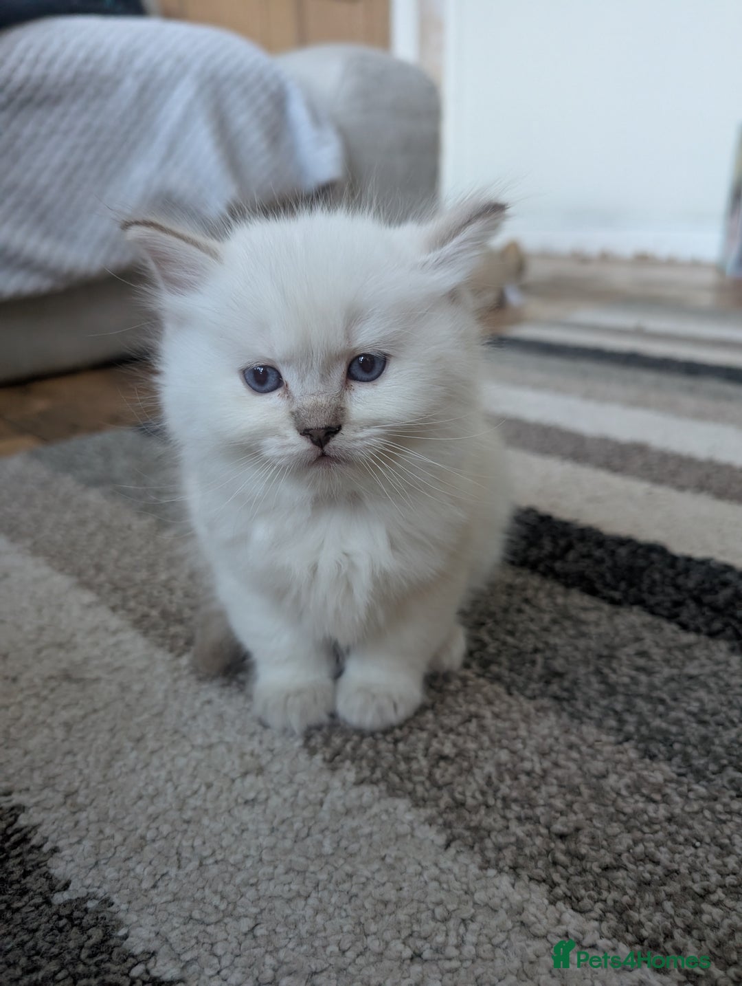 Ragdoll cats for sale:  🐾 Beautiful Ragdoll Kittens Available 🐾 - Advert 7