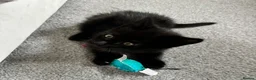 Mixed Breed cats for sale: Mixed RagdollxDomestic Long Hair Kittens in Hatfield - Advert 11