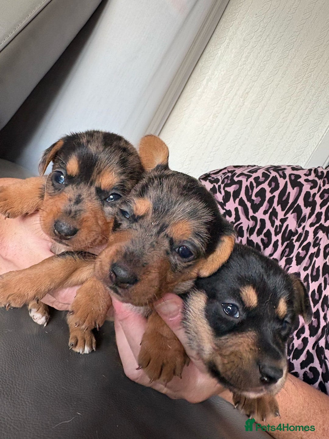 Mixed Breed dogs for sale: Jack Russel/miniature Datchound - Image 3