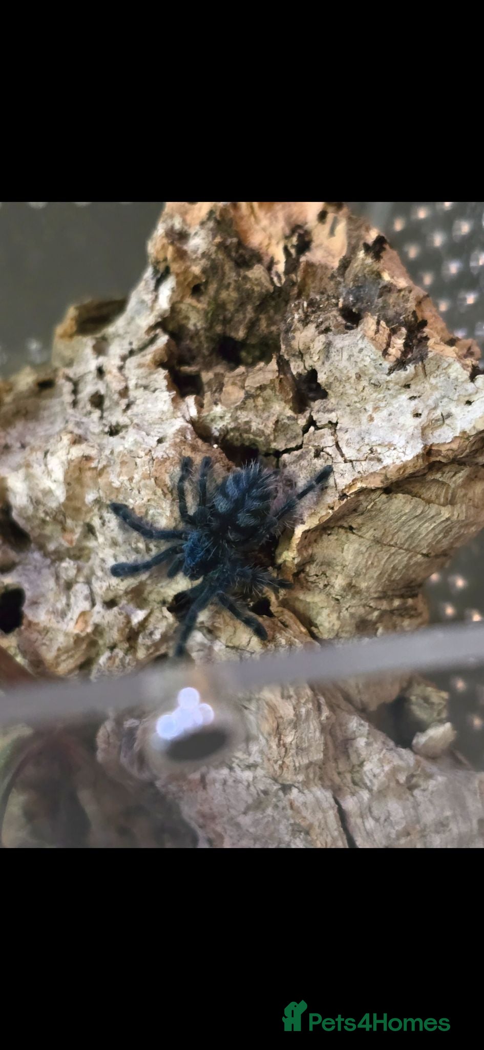 Tarantulas invertebrates 💥💥Mature & juvenile tarantulas 💥💥  - Advert 4