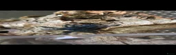 Tarantulas invertebrates for sale: 💥💥Mature & juvenile tarantulas 💥💥 - Advert 6