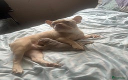 French Bulldog dogs for sale: Female puppy frenchie - Image 4