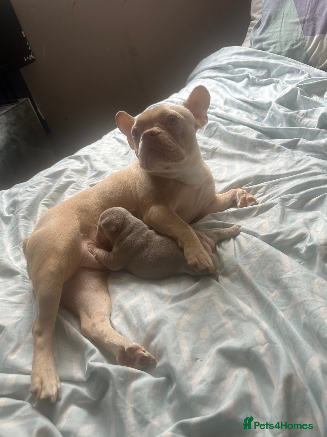 French Bulldog dogs for sale: Female puppy frenchie - Image 4