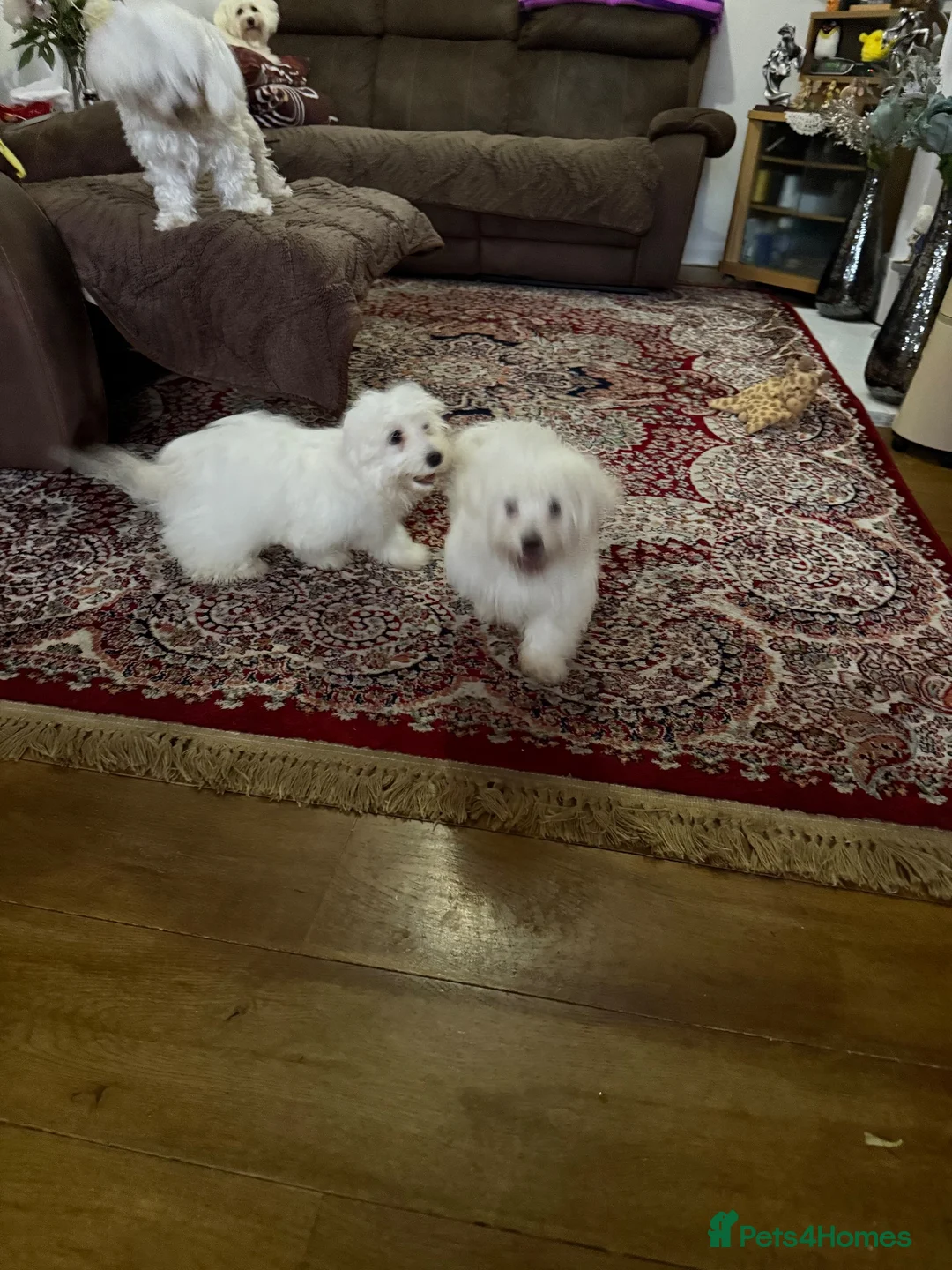 Maltese dogs for sale: Bichon Maltese  - Advert 5