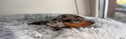 Miniature Dachshund dogs for sale: 🥰🐶MINIATURE DACHSHUND PUPPIE🥰🐶 - Advert 6