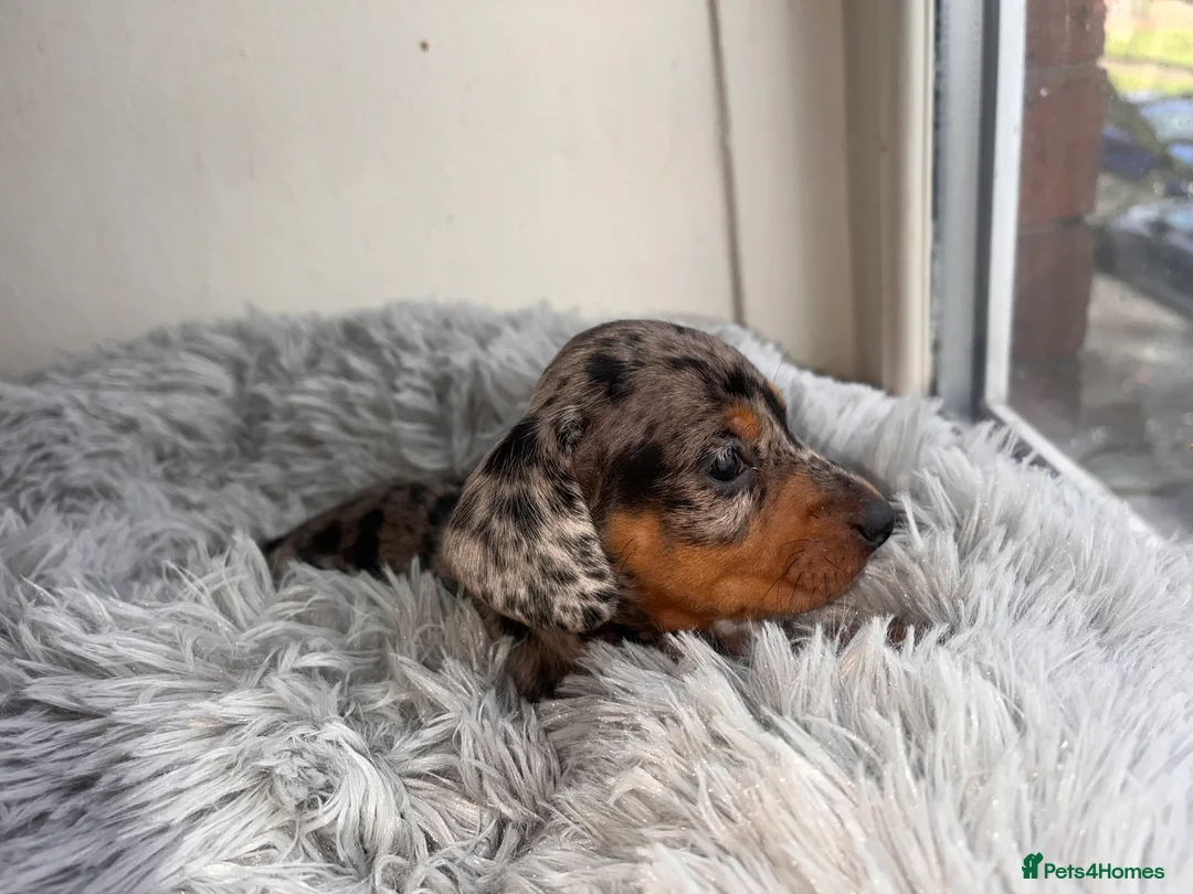 Miniature Dachshund dogs for sale: 🥰🐶MINIATURE DACHSHUND PUPPIE🥰🐶 - Advert 6