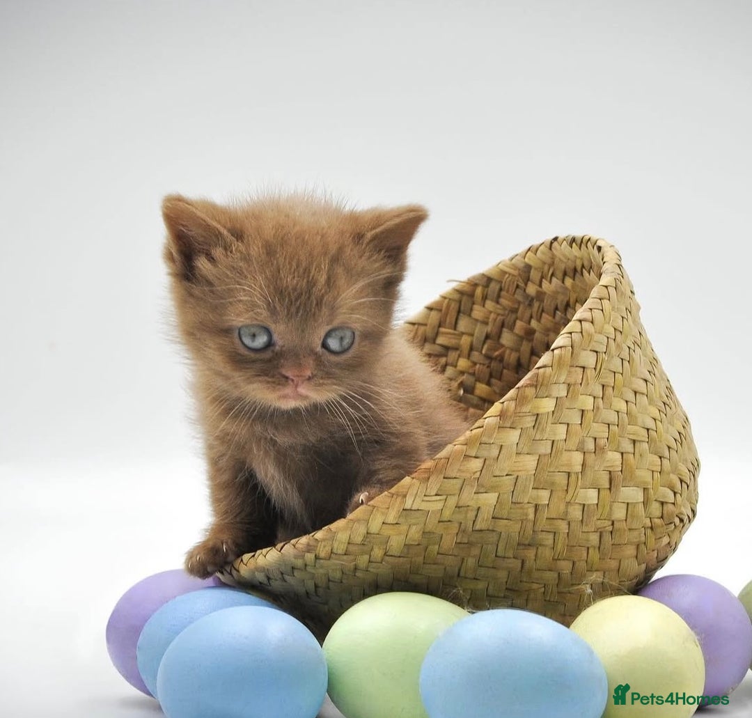 British Shorthair cats for sale: Cinnamon female British shorthair kitten - Image 3