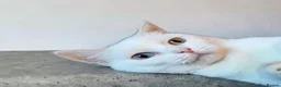 Munchkin cats for sale: Exceptional Quality & Extremely Rare Minuets - Advert 12