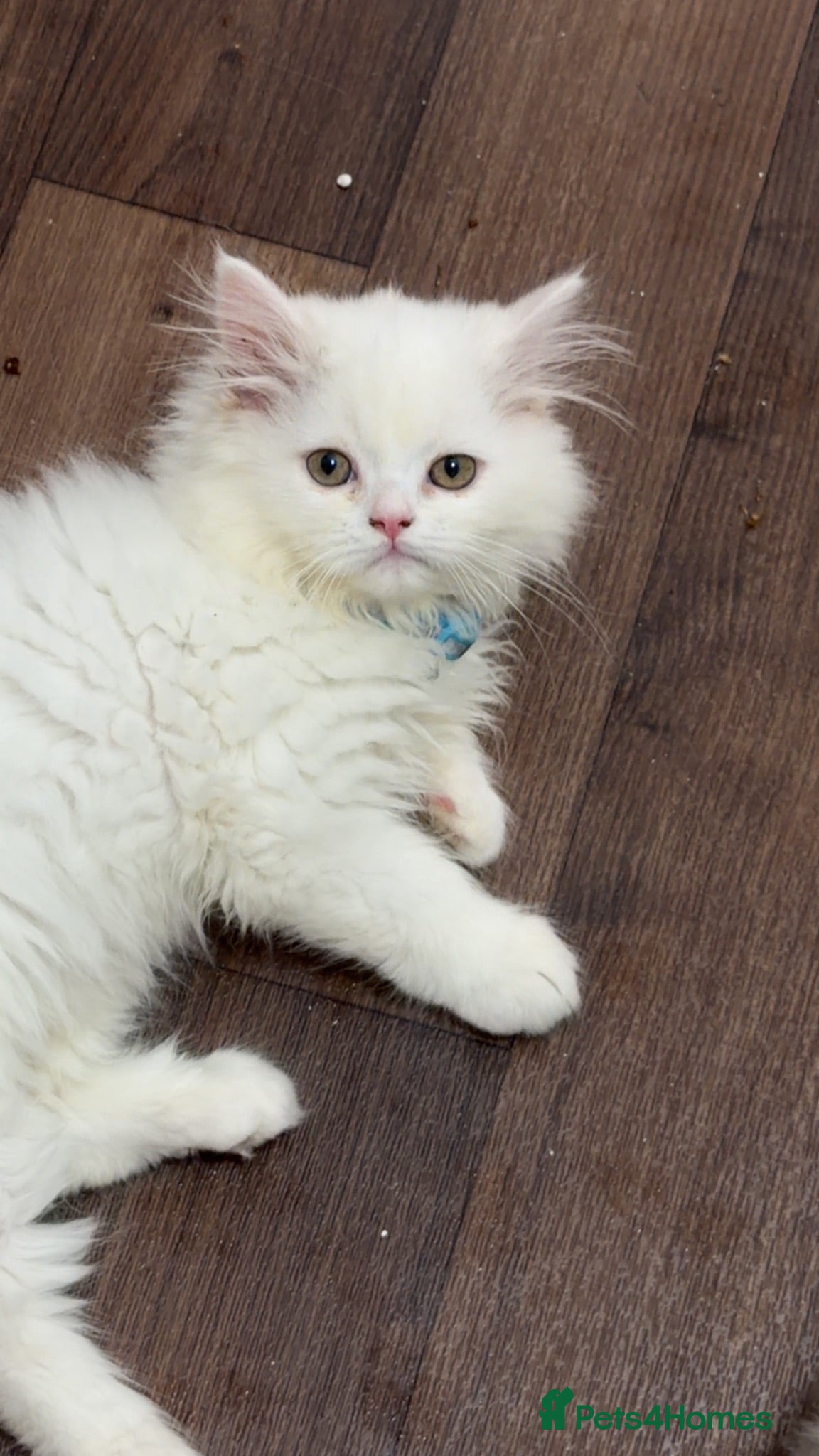 Ragdoll cats Cute Kittens Looking for Forever Homes - Advert 2