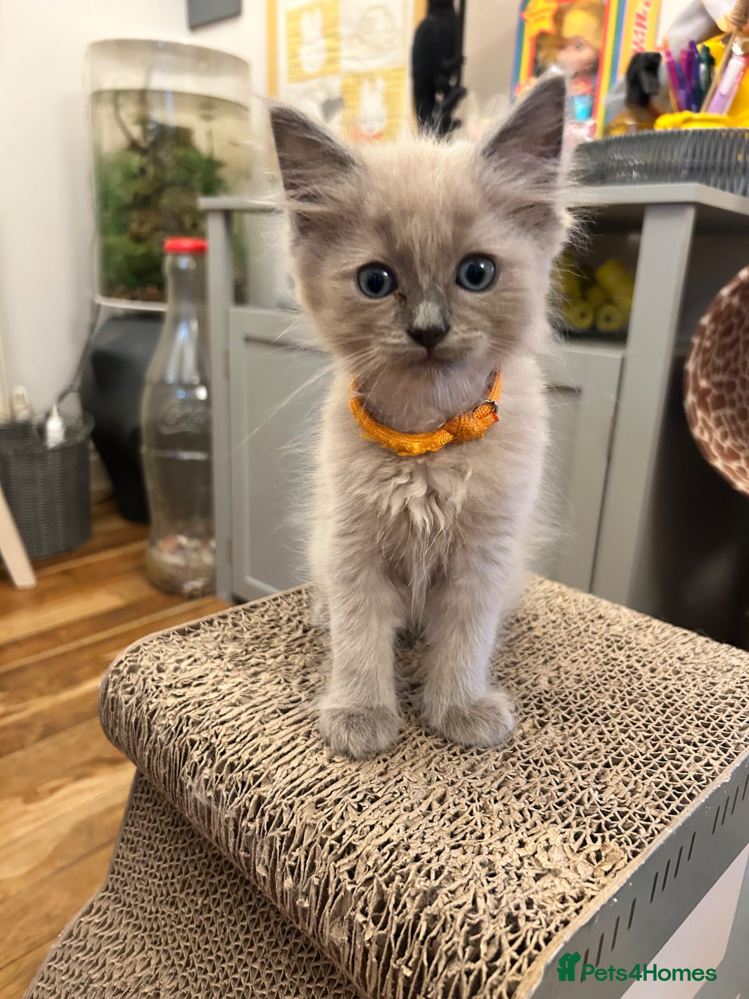 Ragdoll cats 😻 READY NOW 2 MALE MINK RAGDOLL KITTENS 😻 - Advert 2