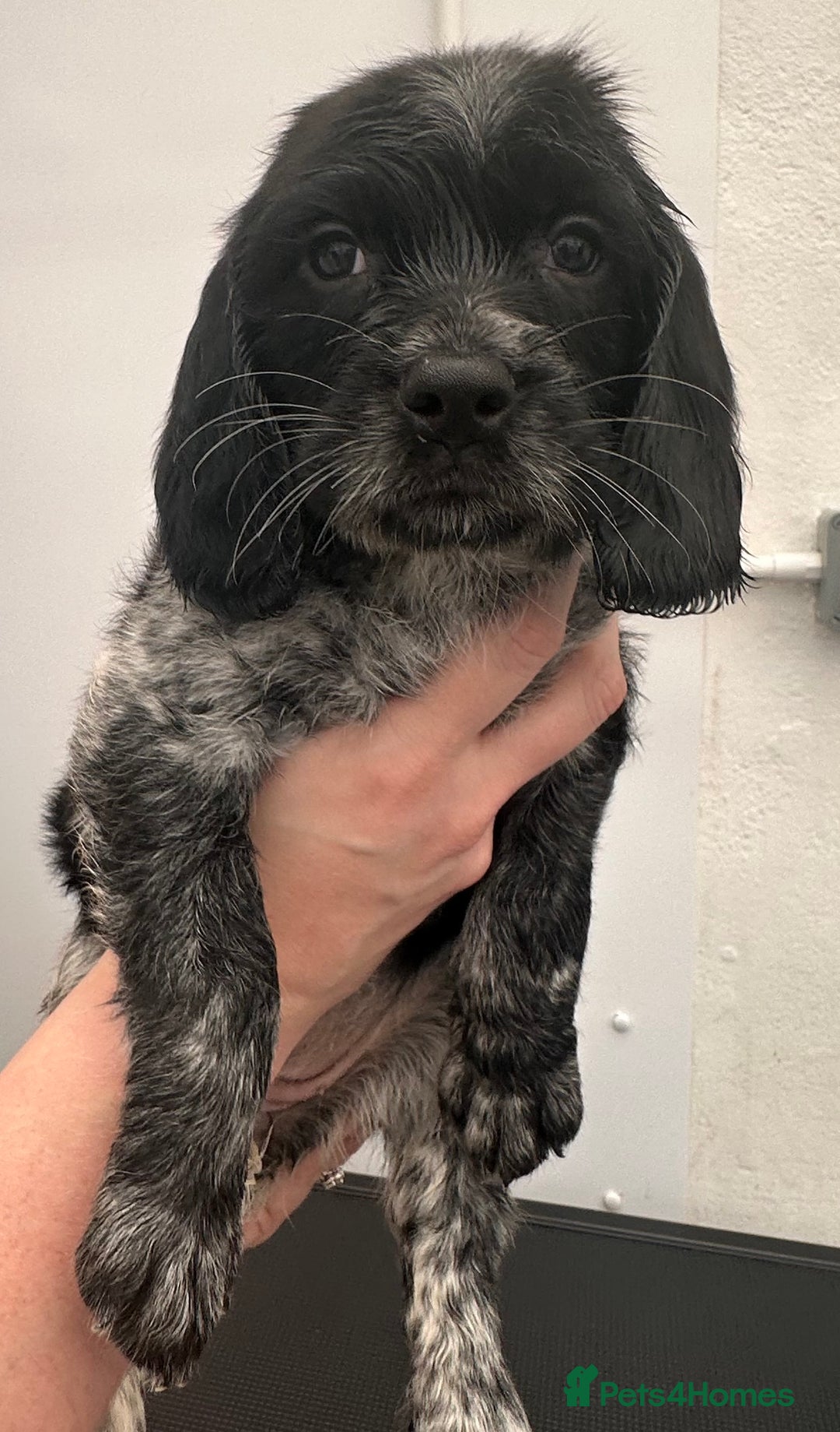 English Springer Spaniel dogs for sale: 2 springer spaniel puppies for sale  in Preston - Image 27