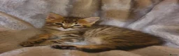 Mixed Breed cats for sale: Adorable Tabby Girl and Black & white Boy  - Advert 3