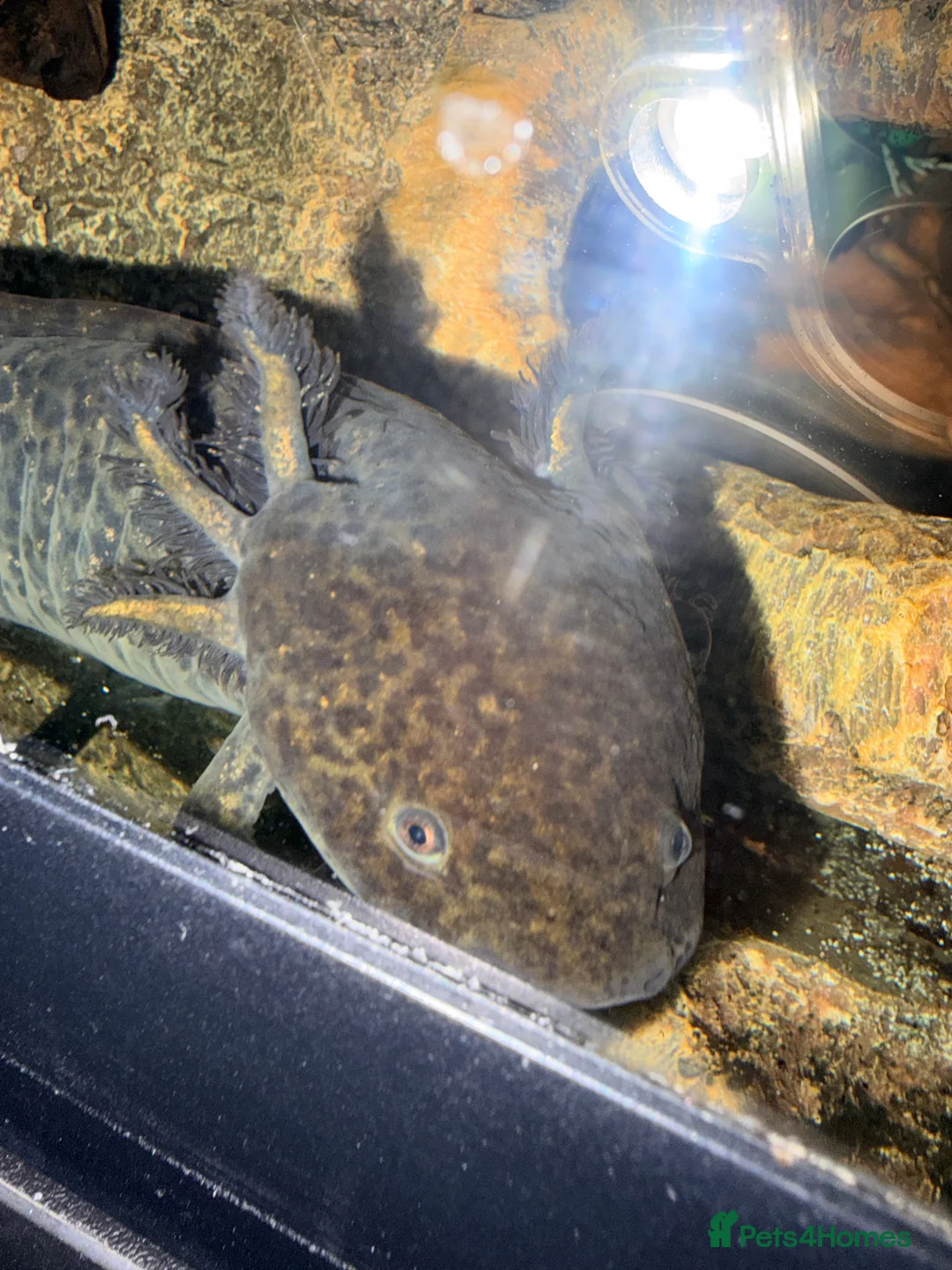 Axolotl reptiles for sale: Axanthic, copper and wild axolotls - Advert 2