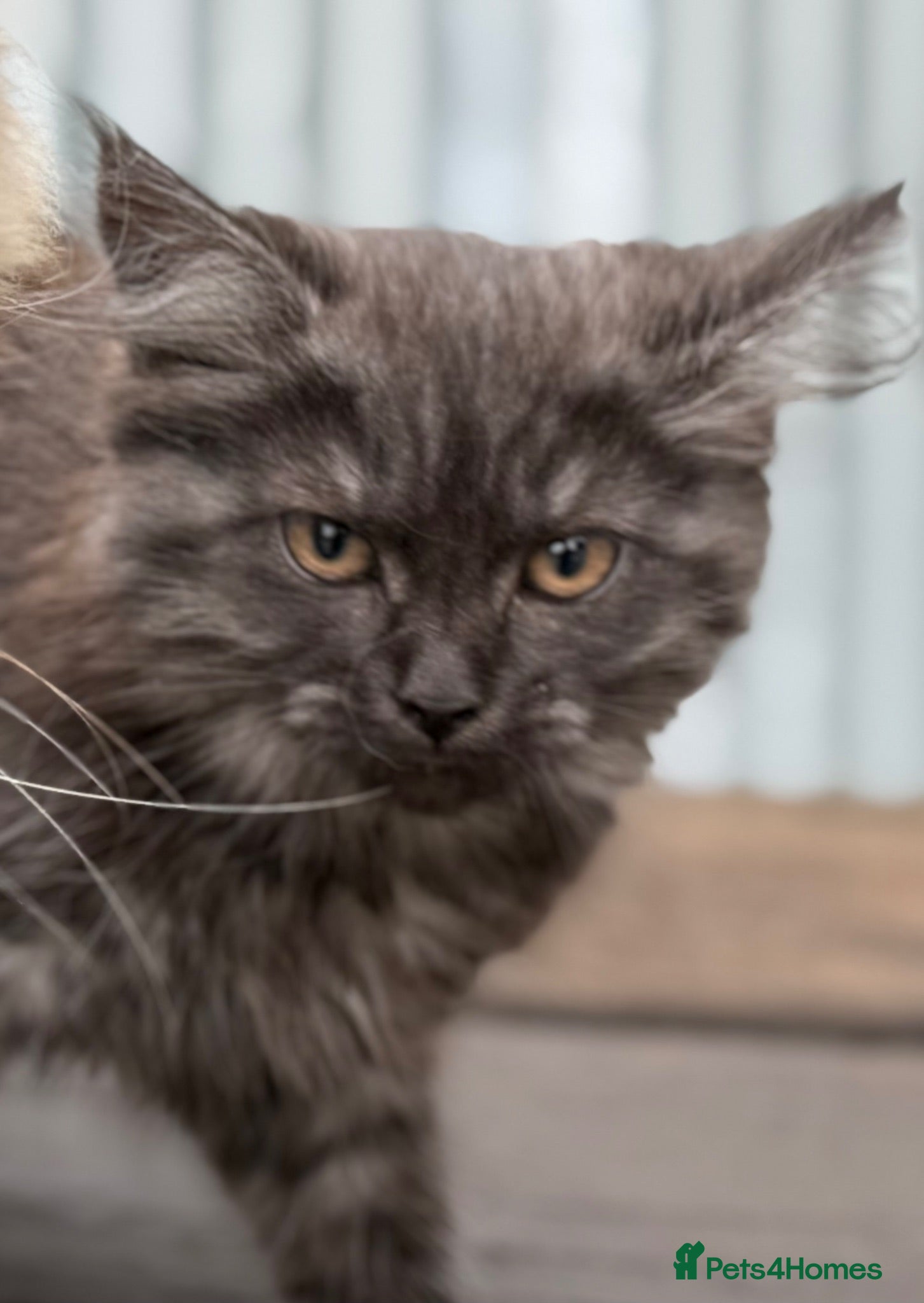 Maine Coon cats Stunning Maine coon x kitten  - Advert 1