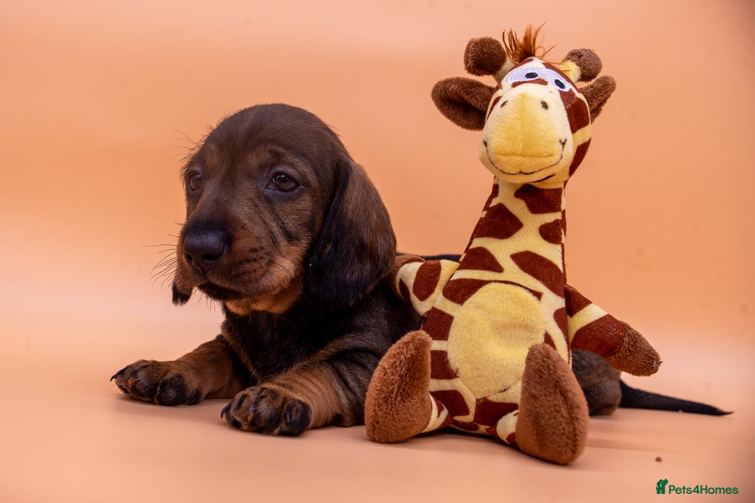 Dachshund dogs for sale: KC Standard Wire-haired Dachshund puppies - Image 19
