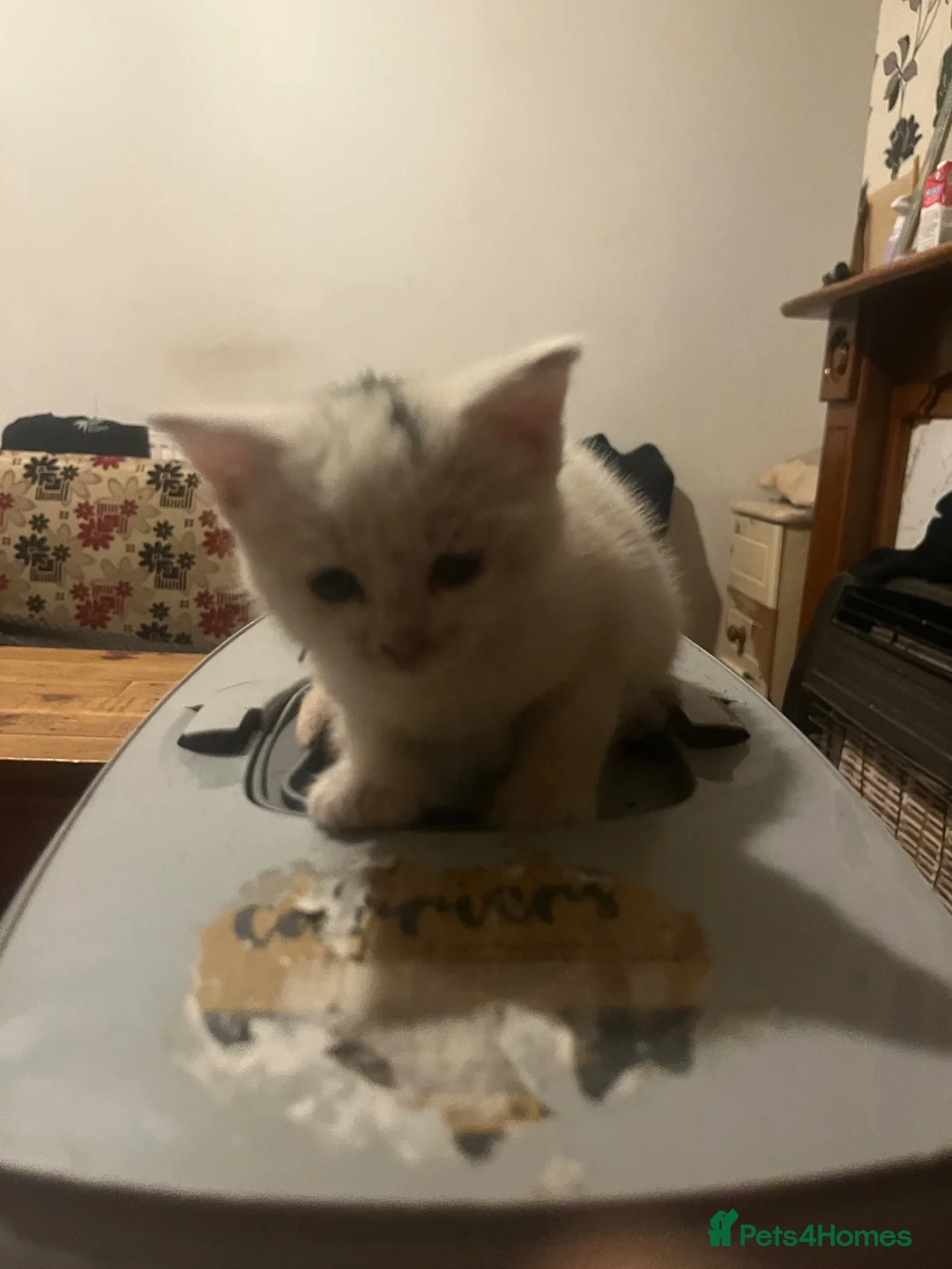 Mixed Breed cats for sale: Two Stunning Kittens in Bradford - Advert 3