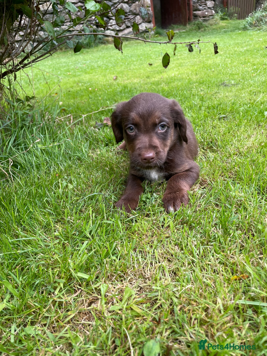 Mixed Breed dogs for sale: Sprollie puppies  - Image 15