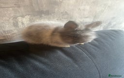 Lionhead rabbits for sale: 7 lionheads bunnies  - Image 1
