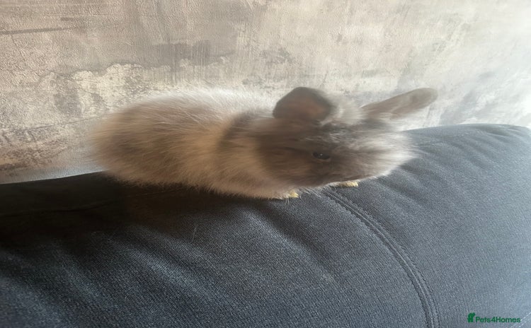 Lionhead rabbits - Advert 1